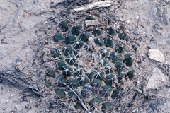 Mammillaria meiacantha