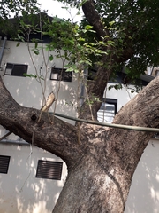 Pterocarpus marsupium