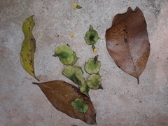 Pterocarpus marsupium