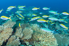 Pterocaesio digramma