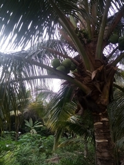Cocos nucifera