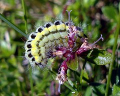 Zygaena lonicerae