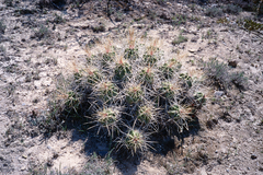 Echinocereus enneacanthus enneacanthus