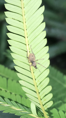 Metapocyrtus adspersus