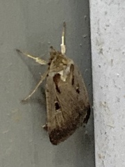 Tathorhynchus exsiccata