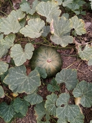 Cucurbita