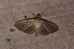 Pilocrocis ramentalis