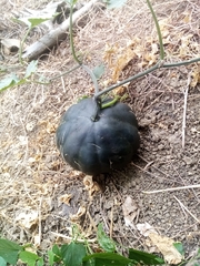 Cucurbita