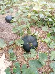 Cucurbita
