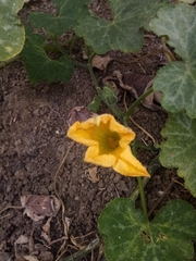 Cucurbita