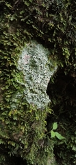 Punctelia subrudecta