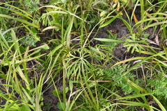 Syneilesis aconitifolia
