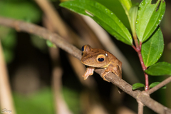 Rhacophorus pardalis