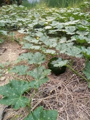 Cucurbita