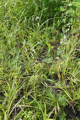 Syneilesis aconitifolia