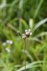 Syneilesis aconitifolia