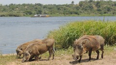 Phacochoerus africanus