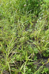 Syneilesis aconitifolia