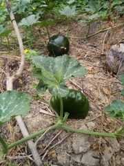 Cucurbita