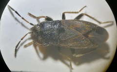 Megalonotus sabulicola