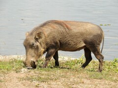 Phacochoerus africanus