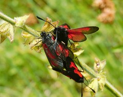 Zygaena