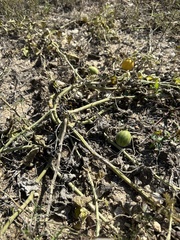 Cucurbita foetidissima