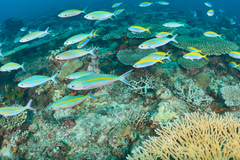 Pterocaesio digramma