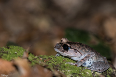 Leptobrachium