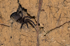Selenocosmia