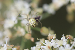 Enoplognatha ovata