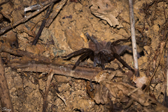 Selenocosmiinae