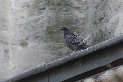 Columba livia domestica