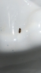 Bostrichoidea