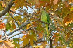Psittacula krameri