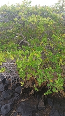 Laguncularia racemosa