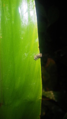 Boophis pauliani