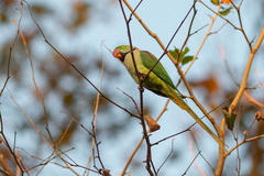 Psittacula eupatria