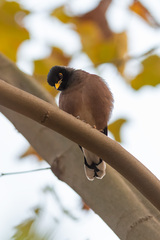 Acridotheres tristis