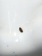 Bostrichoidea