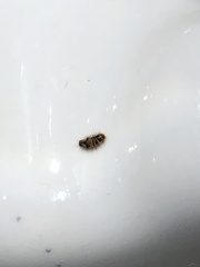 Bostrichoidea