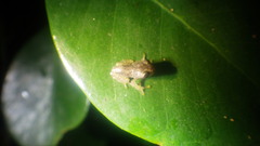 Boophis pauliani