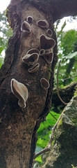Auricularia nigricans