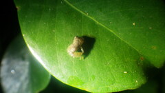 Boophis pauliani