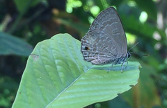 Anthene emolus goberus