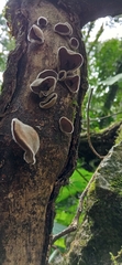 Auricularia nigricans