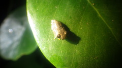 Boophis pauliani