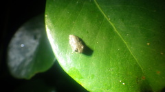 Boophis pauliani