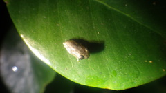 Boophis pauliani
