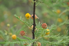 Vachellia aroma